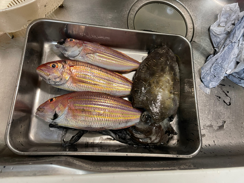 モンゴウイカの釣果