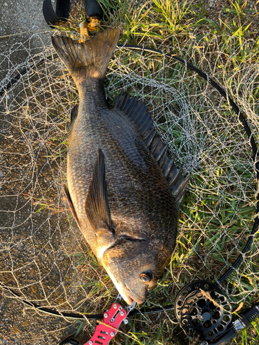 チヌの釣果