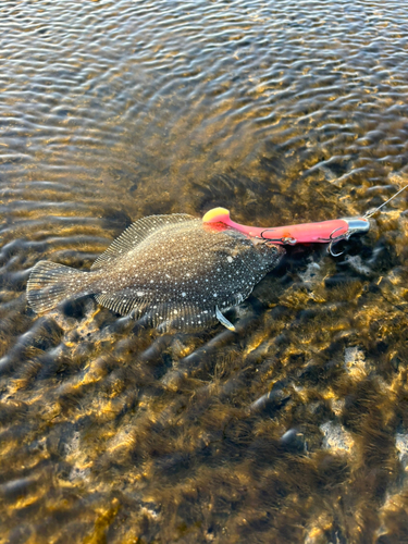 ソゲの釣果