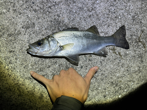 セイゴ（ヒラスズキ）の釣果