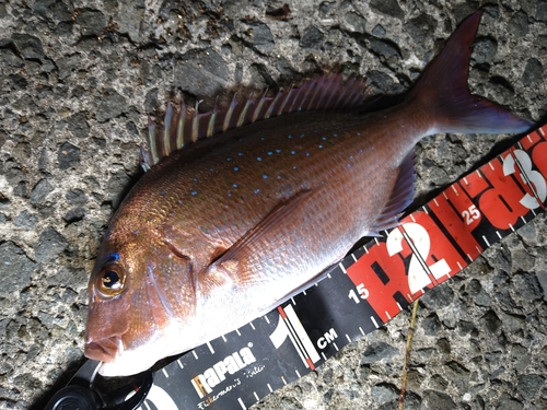 マダイの釣果