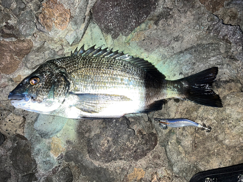 チヌの釣果