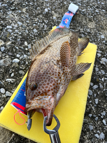 オオモンハタの釣果