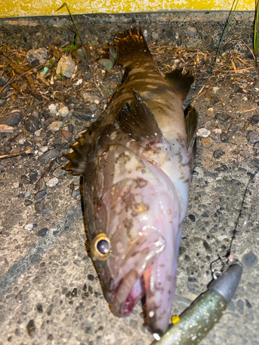 クエの釣果