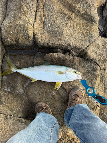 ヒラマサの釣果