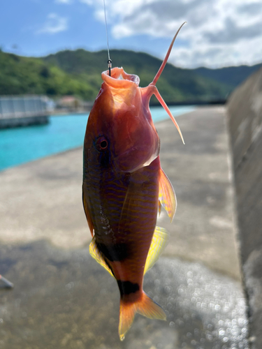 オジサンの釣果