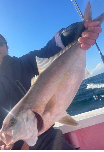 カンパチの釣果