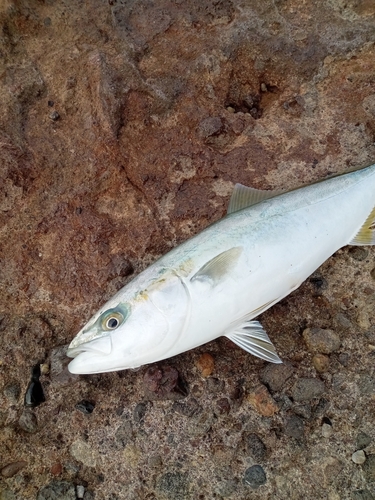 ワカシの釣果