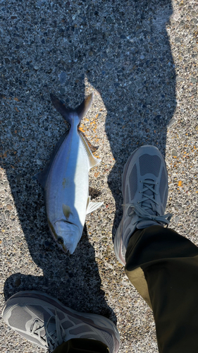 ショゴの釣果