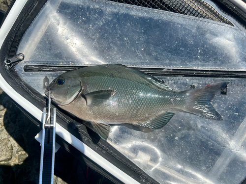 メジナの釣果