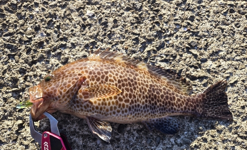 オオモンハタの釣果