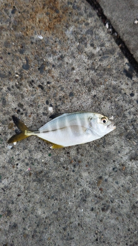 マハタの釣果