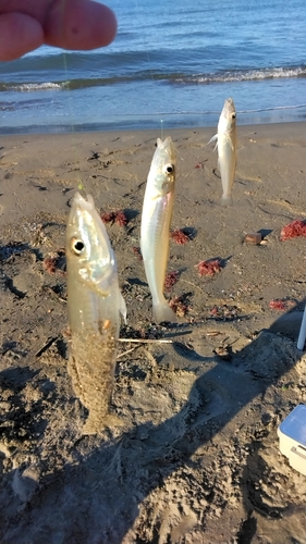 キスの釣果