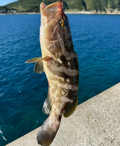 クエの釣果