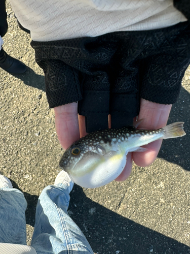 ショウサイフグの釣果