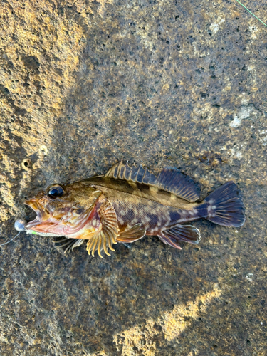 カサゴの釣果