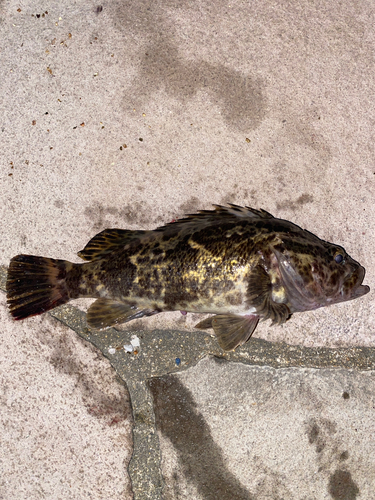 タケノコメバルの釣果