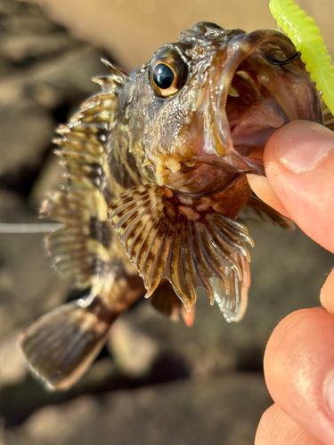 カサゴの釣果