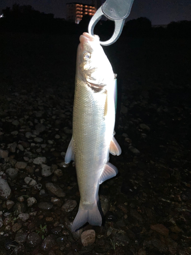 ウグイの釣果