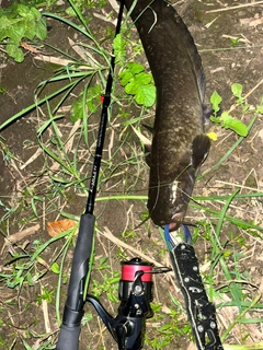 ナマズの釣果