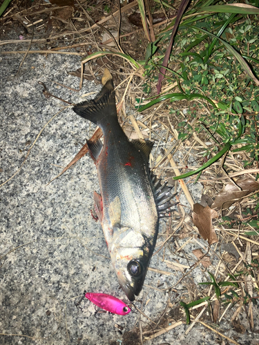 シーバスの釣果