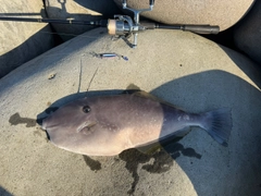 ウマヅラハギの釣果