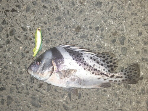 コショウダイの釣果