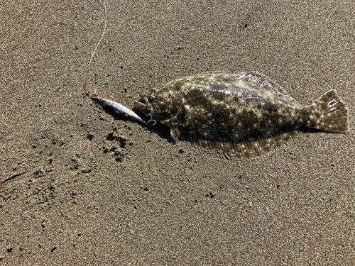 ヒラメの釣果