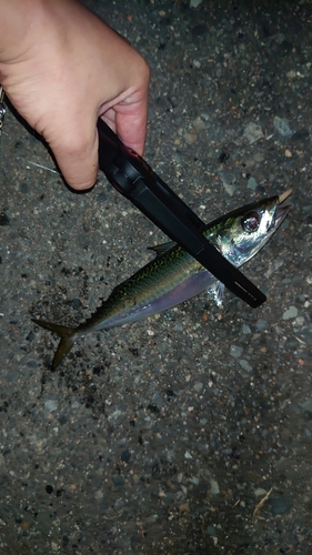 サバの釣果