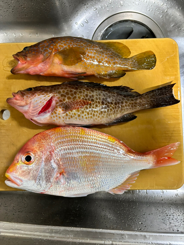 オオモンハタの釣果