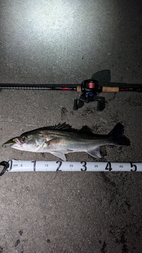 シーバスの釣果