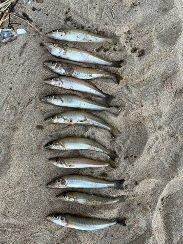 キスの釣果