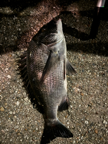 クロダイの釣果