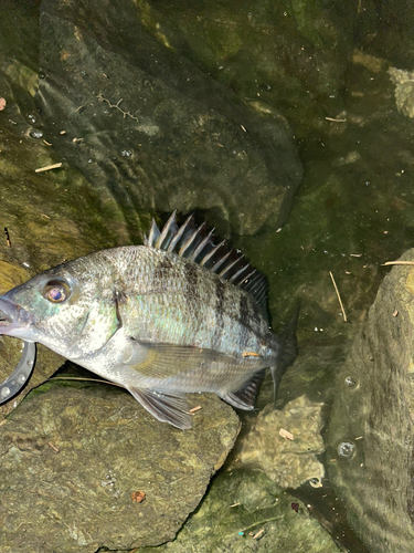 表浜名湖