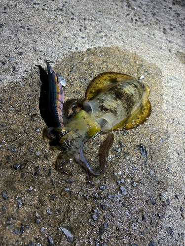 アオリイカの釣果