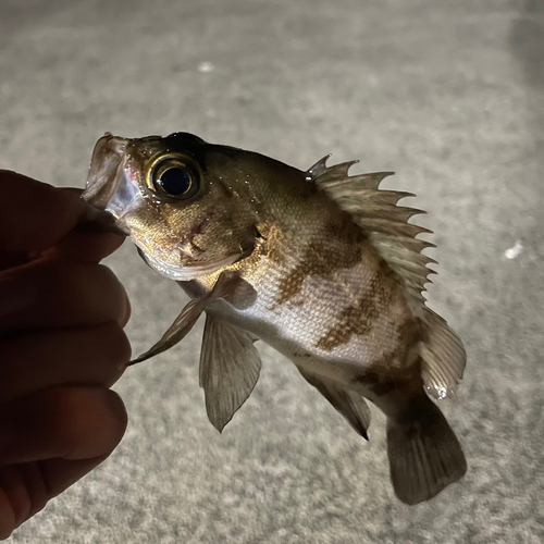 メバルの釣果