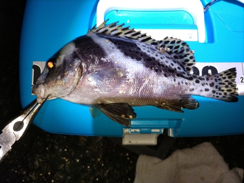 コショウダイの釣果