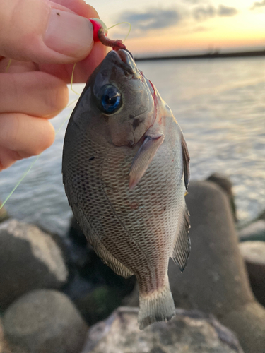 メジナの釣果