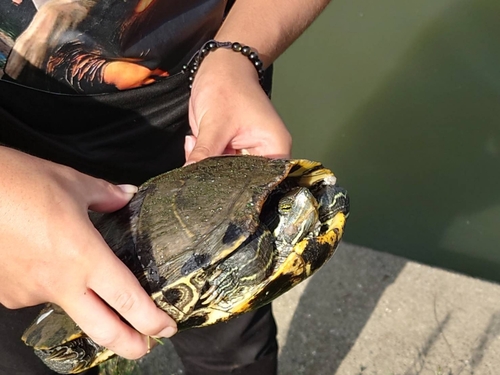 アメリカナマズの釣果