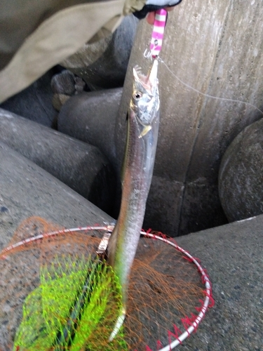 タチウオの釣果