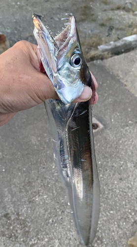 タチウオの釣果