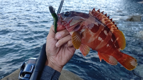 アカハタの釣果