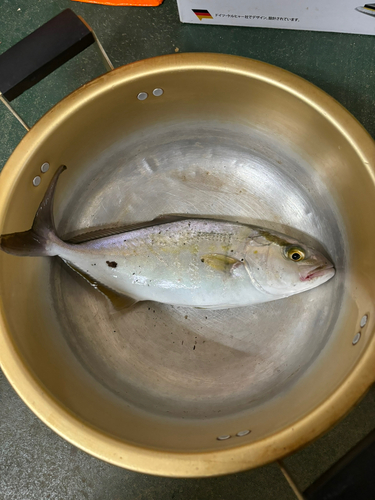 ネリゴの釣果