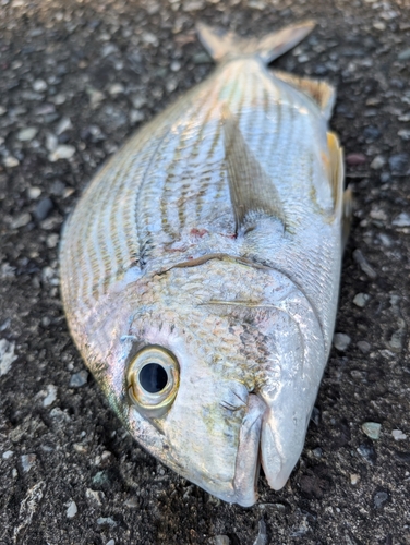 ヒョウタイの釣果