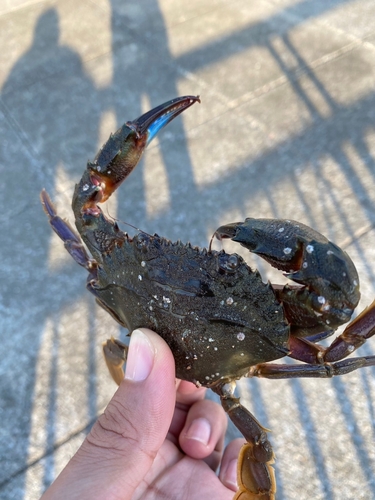 ワタリガニの釣果