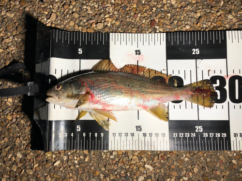 イシモチの釣果