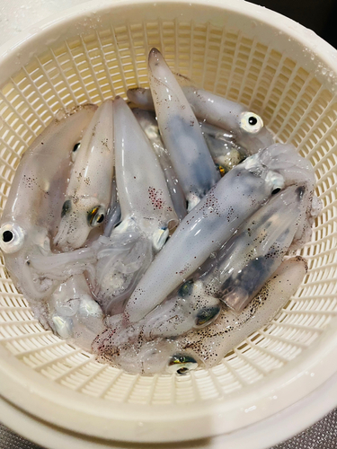 マメイカの釣果