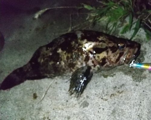 ベッコウゾイの釣果