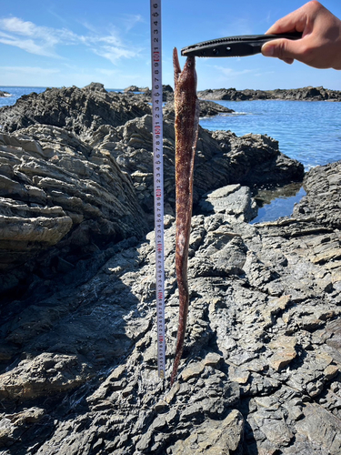 ウツボの釣果