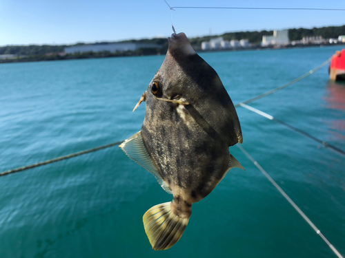 カワハギの釣果